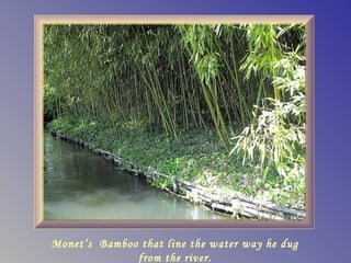Monet’s Bamboo that line the water way he dug
              from the river.
 