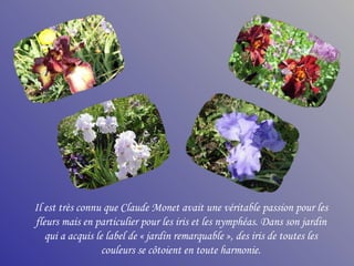 Il est très connu que Claude Monet avait une véritable passion pour les
fleurs mais en particulier pour les iris et les nymphéas. Dans son jardin
   qui a acquis le label de « jardin remarquable », des iris de toutes les
                  couleurs se côtoient en toute harmonie.
 