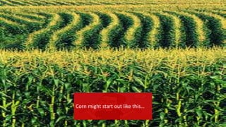 { Leo and me with stuff
Barter pics
Corn might start out like this…
 