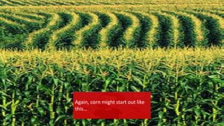{
Corn wasting away in
fields…
Again, corn might start out like
this…
 