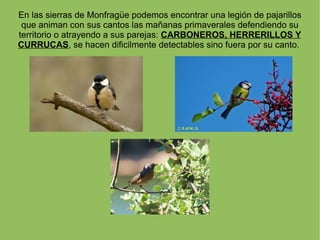 En las sierras de Monfragüe podemos encontrar una legión de pajarillos
 que animan con sus cantos las mañanas primaverales defendiendo su
territorio o atrayendo a sus parejas: CARBONEROS, HERRERILLOS Y
CURRUCAS, se hacen dificilmente detectables sino fuera por su canto.
 