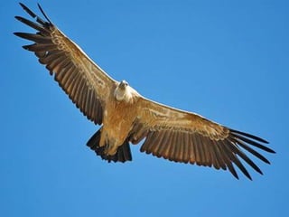 En el ecosistema natural de ribera, encontramos árboles como Alisos, Sauces, Fresnos, todos protectores de las orillas contra la erosión.
