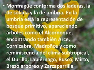 ClimatologíaEn Monfragüe nos encontramos con un clima mediterráneo con influencia atlántica. Lo especial de este clima es su estación veraniega con un calor sofocante y lluvia prácticamente nula. Por su parte, la primavera y el otoño son templados y lluviosos y los inviernos suaves. La temperatura media anual es de 18º, con máximas absolutas que sobrepasan los 45º, produciéndose un descenso hasta llegar a los meses de enero y febrero con mínimas absolutas de menos de 6º. La primavera es muy reducida, alcanzándose temperaturas en el mes de mayo que se aproximan a los 20º. Las precipitaciones presentan una media anual de 637 mm, con máximas precipitaciones en invierno, comenzando con una disminución progresiva de las mismas hasta finales de mayo, entrando en un período de sequía que se prolonga hasta finales de agosto