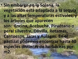 VegetaciónA excepción de los eucaliptos, la vegetación de Monfragüe es autóctona y se encuentra muy bien conservada, presentando gran diversidad de espacios: encinares, bosque, matorral mediterráneo, espacios que albergan multitud de especies, las más importantes: Encinas, Alcornoques, Jaras, Brezos, Madroños, Enebros, Cornicabras, Alisos, Lames, Acebuche, pero existen más de 348 especies vegetales distintas en total.