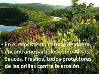 Monfragüe conforma dos laderas, la de solana y la de umbría. En la umbría está la representación de bosque primitivo, apareciendo árboles como el Alcornoque, encontrando también Arce, Cornicabra, Madroños y como reminiscencia del clima subtropical, el Durillo, Labiérnago, Rusco, Mirto, Brezo arbóreo y Zarzaparrilla. 