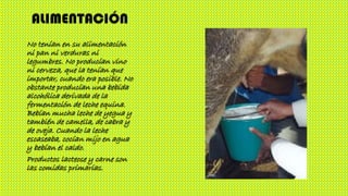 ALIMENTACIÓN
No tenían en su alimentación
ni pan ni verduras ni
legumbres. No producían vino
ni cerveza, que la tenían que
importar, cuando era posible. No
obstante producían una bebida
alcohólica derivada de la
fermentación de leche equina.
Bebían mucha leche de yegua y
también de camella, de cabra y
de oveja. Cuando la leche
escaseaba, cocían mijo en agua
y bebían el caldo.
Productos lacteose y carne son
las comidas primarias.
 