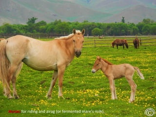 Horses for riding and airag (or fermented mare’s milk)
 