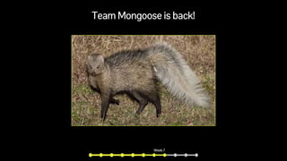 Team Mongoose is back!
Week 7
 