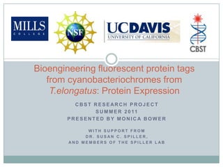 Bioengineering fluorescent protein tags from cyanobacteriochromes from T.elongatus: Protein Expression,[object Object],CBST RESEARCH PROJECT,[object Object],SUMMER 2011,[object Object],PRESENTED BY Monica bower,[object Object],WITH SUPPORT FROM ,[object Object],DR. SUSAN C. SPILLER, ,[object Object],And members of the spiller lab,[object Object]