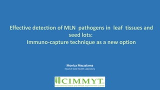 Effective detection of MLN pathogens in leaf tissues and
seed lots:
Immuno-capture technique as a new option
Monica Mezzalama
Head of Seed Health Laboratory
 