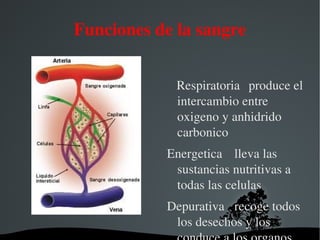 Es un tipo de tejido conjuntivo especializado, con una matriz coloidal líquida y una constitución compleja. Tiene una fase sólida (elementos formes, que incluye a los glóbulos blancos, los glóbulos rojos y las plaquetas) y una fase líquida, representada por el plasma sanguíneo. 