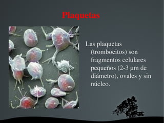 Los glóbulos rojos (eritrocitos) están presentes en la sangre y transportan el oxígeno hacia el resto de las células del cuerpo. 