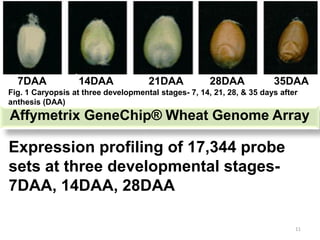 7DAA            14DAA              21DAA            28DAA            35DAA
Fig. 1 Caryopsis at three developmental stages- 7, 14, 21, 28, & 35 days after
anthesis (DAA)
Affymetrix GeneChip® Wheat Genome Array

Expression profiling of 17,344 probe
sets at three developmental stages-
7DAA, 14DAA, 28DAA

                                                                             11
 