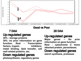 1
              2


              3,4
              5




30% - storage proteins
                                          Major genes – No prior
30% -no prior information on gene
                                          information on gene function.
function. Rest - Transcription
                                          Rest - cytochrome C heme
factors, trypsin            inhibitors,
                                          attached protein, peroxidases.
metal binding, lipid transfer, cell
wall related proteins, etc.
                                          starch synthesis, proteases
photosynthesis, regulatory genes
 