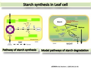 DAY
                              NIGHT




      zEEMAN et al. Biochem. J. (2007) 401 (13–28
 