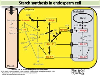 Nagai Y S et al. Plant Cell Physiol 2009;50:635-643
© The Author 2009. Published by Oxford University Press on behalf of Japanese Society of Plant
 Physiologists. All rights reserved. For permissions, please email:
 journals.permissions@oxfordjournals.org
 