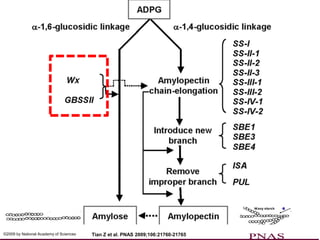 ©2009 by National Academy of Sciences   Tian Z et al. PNAS 2009;106:21760-21765
 