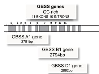 GBSS genes
          GBSS genes
       GC rich rich
             GC
       11 EXONS 10 INTRONS
        11 EXONS 10 INTRONS




GBSS A1 gene
   2781bp

             GBSS B1 gene
               2794bp

                 GBSS D1 gene
                      2862bp
 