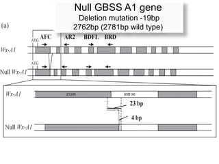 Null GBSS A1 gene
 Deletion mutation -19bp
2762bp (2781bp wild type)
 