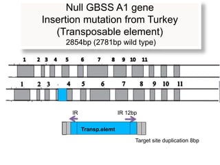 Null GBSS A1 gene
Insertion mutation from Turkey
   (Transposable element)
     2854bp (2781bp wild type)




      IR                  IR 12bp


           Transp.elemt

                                Target site duplication 8bp
 