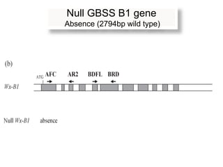 Null GBSS B1 gene
Absence (2794bp wild type)
 