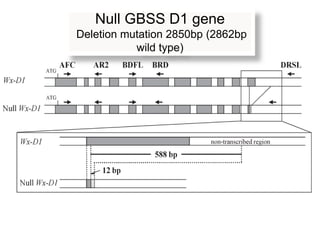 Null GBSS D1 gene
Deletion mutation 2850bp (2862bp
           wild type)
 