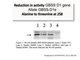 GBSS D1 gene
Allele GBSS-D1e




        Yanagisawa et al EUPHYTICA, 121-3, 209-214
 