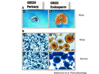 Waxy




                        Waxy




                         Normal




Nakamura et al. Plant physiology
 