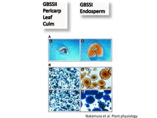 Nakamura et al. Plant physiology
 