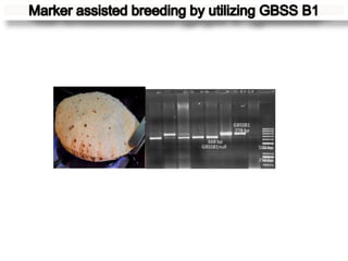 GBSSB1
              778 bp

  668 bp
GBSSB1null             500 bp

                       250 bp
 