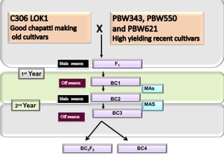 F1

  1st Year
                     BC1
                             MAs

                     BC2
2nd Year                     MAS
                     BC3




             BC3F2         BC4
 