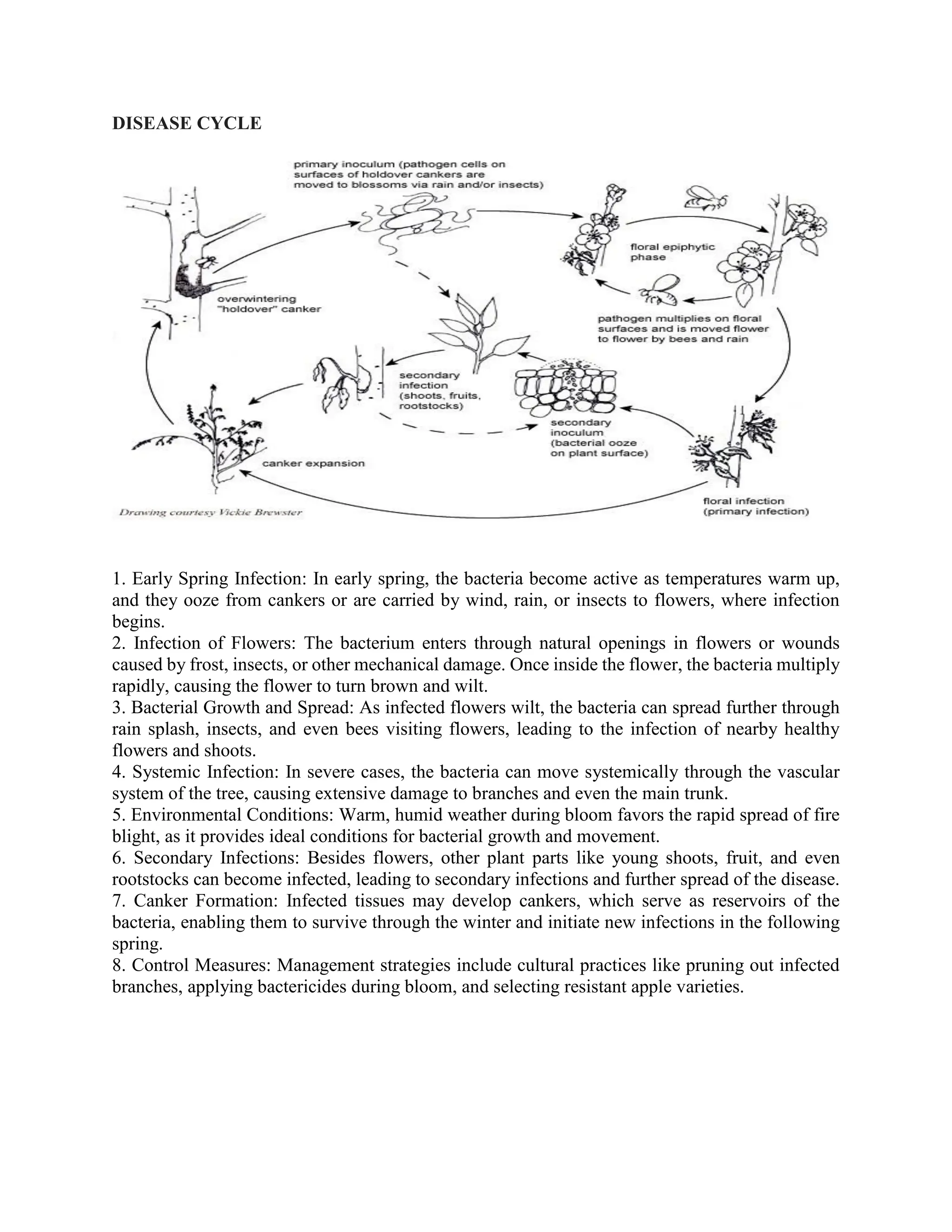 Fire blight of apple; one of the viral plant bacterial disease | PDF