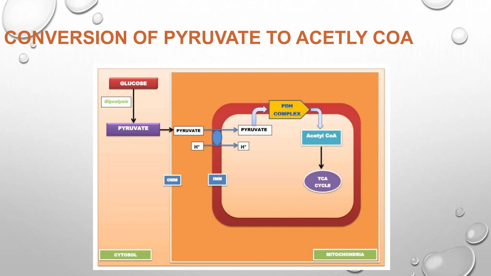 CONVERSION OF PYRUVATE TO ACETLY COA