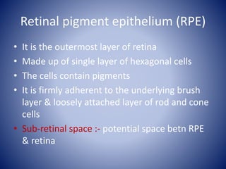 RETINA - anatomy & physiology | PPTX