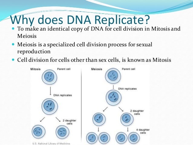Moniqueand trevordna replication review for worksheets final