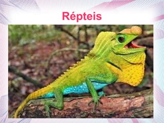 Répteis
 