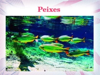 Peixes 
 
