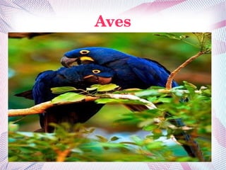 Aves
 