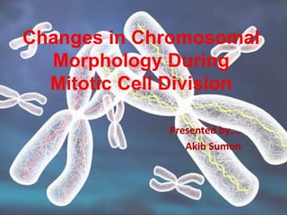 Changes in Chromosomal
Morphology During
Mitotic Cell Division
Presented by….
Akib Sumon
 