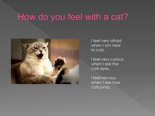 How do youfeelwith a cat?I feel very afraid when I am near to cats.I feel very curious when I see the cats eyes.I feel nervous when I see how cats jump.