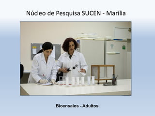Bioensaios - Adultos
Núcleo de Pesquisa SUCEN - Marília
 