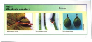 Ofdlo
(Une'nula neeator)
~
c.
:!'
.c
E
w
in
o
___ ~I:i'
Manchas em folhas Manchas em ramos
Sintomas
~
~
.li
E
w
in
B
"---- ~
Manchas em baga
15
 