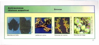 Antracnose
(Elalnoe ampenna)
Sintomas
Manchas em folha
17
.•
c.
~
.10
E
w
o
.f
Lesões em ramos Sintomas em cachos Manchas em bago
 