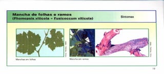 Sintomas
Mancha de folhas e ralnos
(Phomopsis viticola = Fusicoccum viticola)
;,;
o
L- ~ ~~
Manchas em folhas
19
'"
'"
'"
Mancha em ramos
'"
'"
'"
~
'"
~
o
------------------------~~~--~~
 