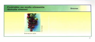 ">dlt4laCllr •• Clao ou lI'Iofo cinzento
{7'II~badl.clnerea) Sintomas
Sintomas em cacho
21
 