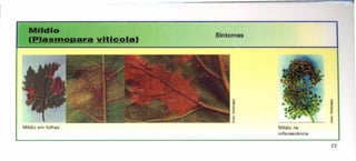 Mlldlo
,pla.moDara vllicola)
Sintomas
Míldio em folhas Míldio na
inflorescência
"
c.
~
.c
E
w
o
.I'
23
 