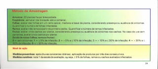 Método de Amostragem
Amostrar: 20 plantas/ha por área podada.
Freqüência: semanal (da brotação até a colheita).
Folhas: avaliar dez folhas em um ramo apical, mediano e basal da planta, considerando presença ou ausência de sintomas.
Quantificar o número de folhas infectadas.
Ramos: avaliar três ramos a partir do primeiro cacho. Quantificar o número de ramos infectados.
Frutos: avaliar vinte cachos por planta, considerando presença ou ausência de sintomas nos cachos. No caso de uva sem
sementes, avaliar cinco cachos por planta.
Escala de notas (folhas. ramos e frutos):
O •• sem sintomas; 1 = ::;5% de infecção; 2 = > 5% e s 10% de infecção; 3 = > 10% e::; 30% de infecção; 4 = > 30% e s
50% de infecção; 5 = > 50% de infecção.
Nível de ação
Medidas preventivas: após chuvas constantes (diárias), aplicação de produtos por três dias consecutivos.
Medidas curativas: nota 1 da escala de avaliação, ol;Jseja, ::;5 % de folhas, ramos ou cachos avaliados infectados.
24
 