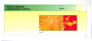 "~~lIJado
Ílláu.l.bJa urtlcae) Danos
27
Folhas
 
