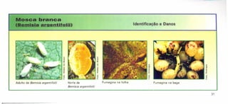 Mosca branca
(Bemisia argentifolii) Identificação e Danos
Adulto de 8emisia argentifolii
31
Ninfa de
8emisia argentifolii
Fumagina na folha Fumagina na baga
 
