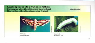 Adulto de Lagarta de
Eumorpha vitis Eumorpha vitis
•••,.,.d6pteros dos frutos e folhas
"IDlUU~tHlvltls (Lepidóptero das fOlhas) Identificação
octurdeos Le~ld6~teros dos frutos)
33
 